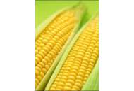 Тести Голд F1 - кукуруза сахарная, Agri Saaten (Агри Заатен) Германия  фото, цена